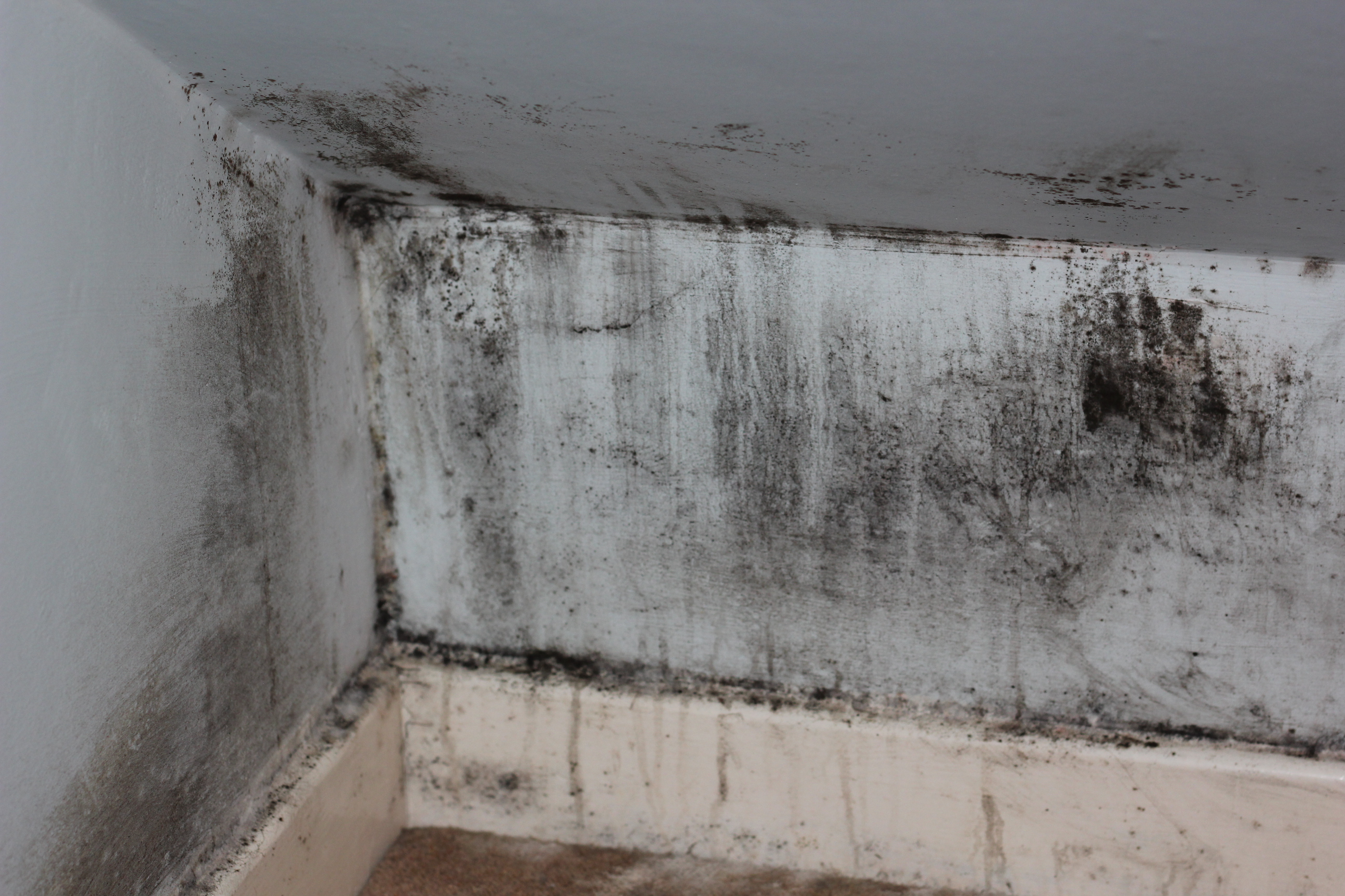 Basement Mold Have You Concerned Mold Solutions