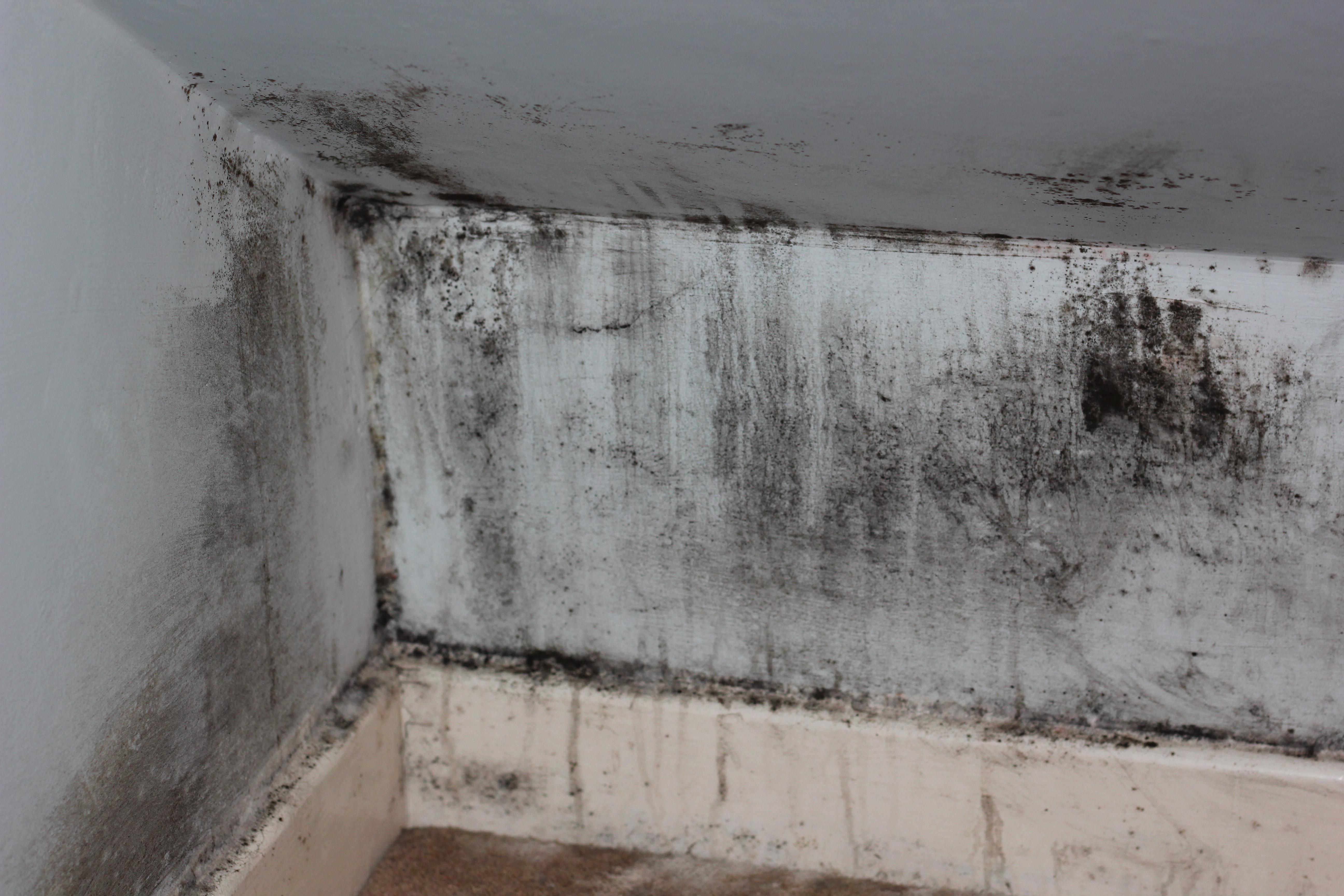 black mold