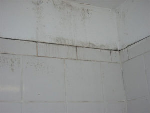 bathroom mold