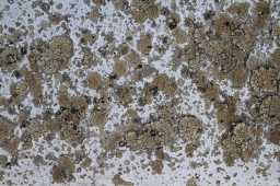 Household Mold Prevention: Where Do You Start? | Mold Solutions