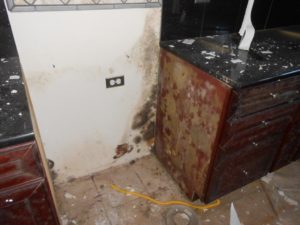 Black Mold