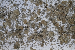 mold on concrete