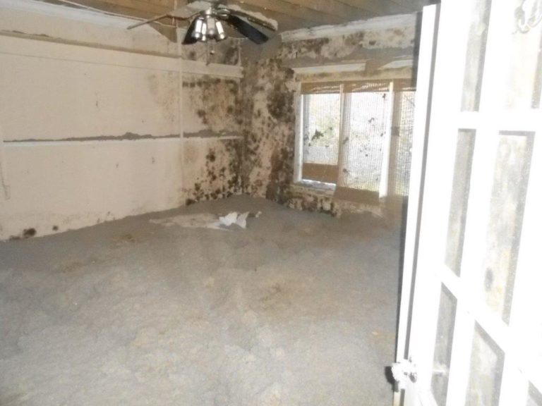 Is Mold Removal Covered By Home Insurance