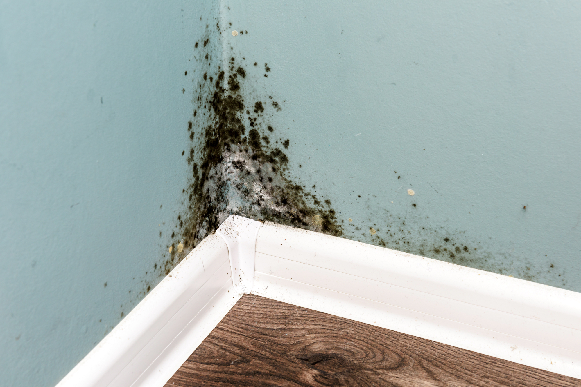 The Most Common Places Your Home Could Be Harboring Mold Mold Solutions