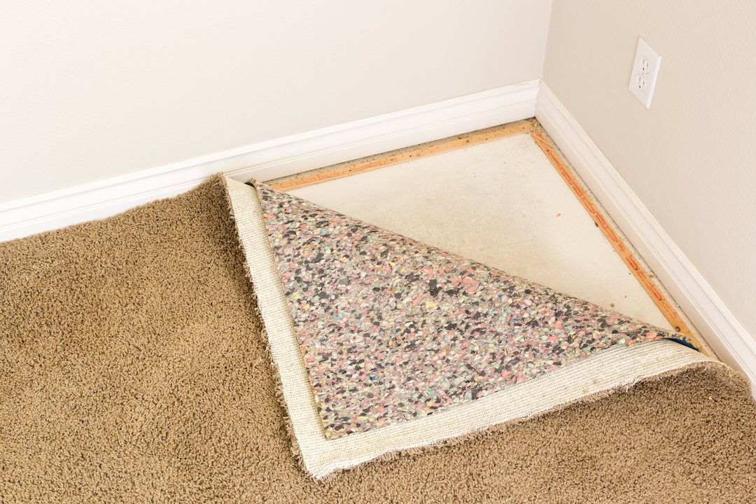 Carpet Mold Did You Know Solutions