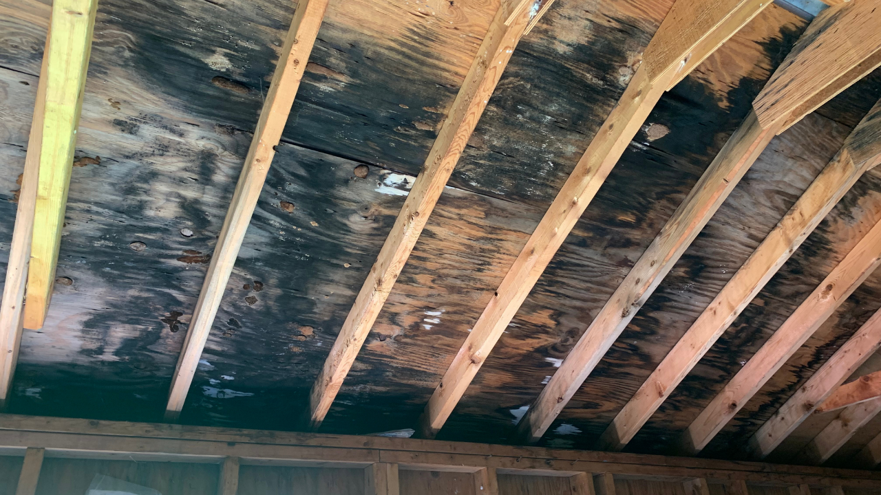 Uncovering the Dangers of Poor Home Ventilation: Mold Growth