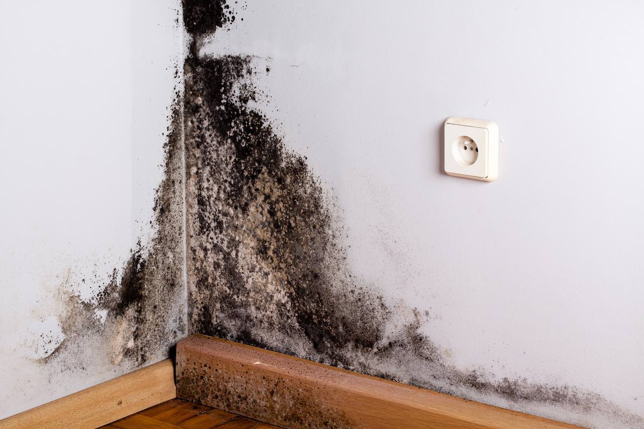 Mold Prevention Black Colored Mold Vs Black Toxic Mold