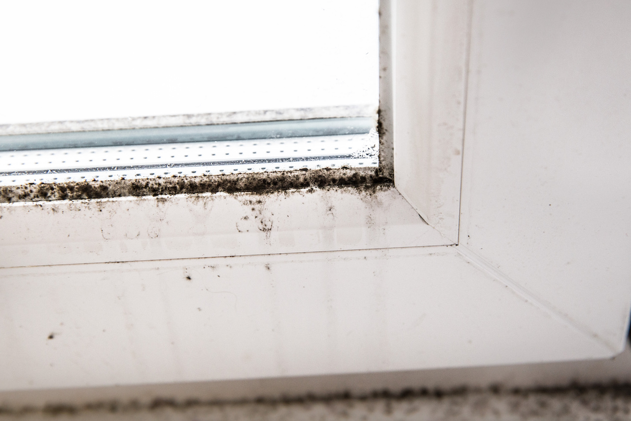 Can I Remove Black Mold Myself? | Mold Solutions